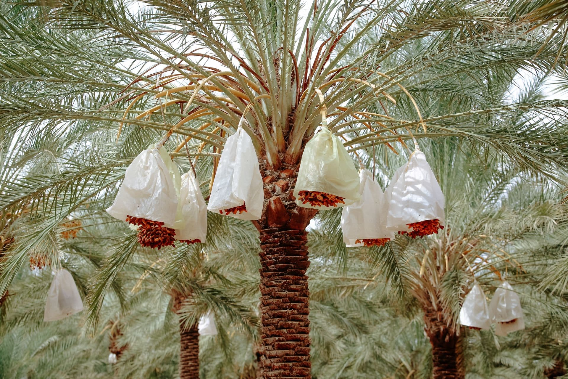 Algeria