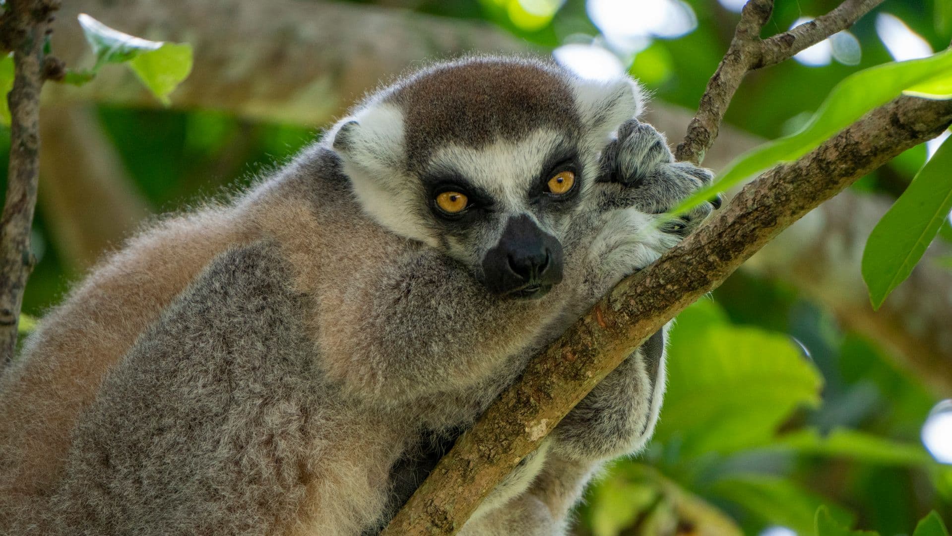 Madagascar